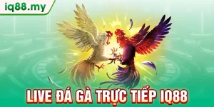 live-da-ga-truc-tiep-iq88